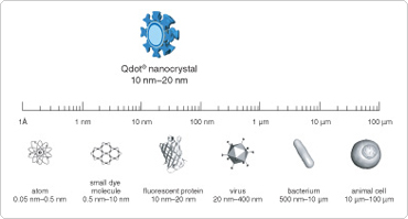 nanocrystal-relative-size.jpg